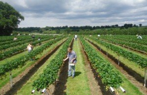 Un fost ministru britanic a propus ca pensionarii din Regat să culeagă fructe şi legume, în locul imigranţilor români