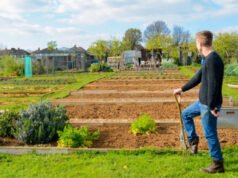 Cum poți obține un loc de grădină (allotment) în Birmingham